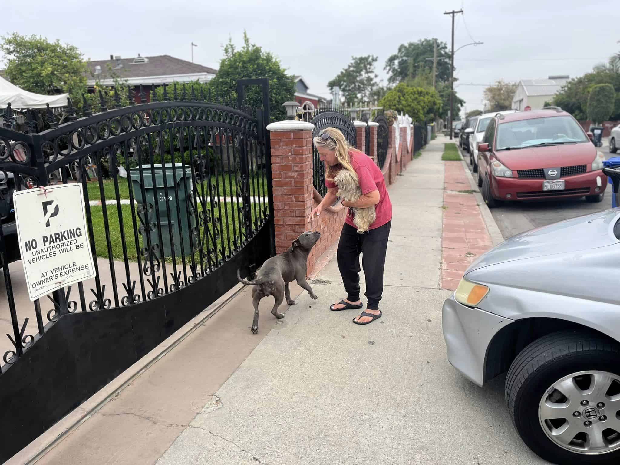 woman with dogs outdoor