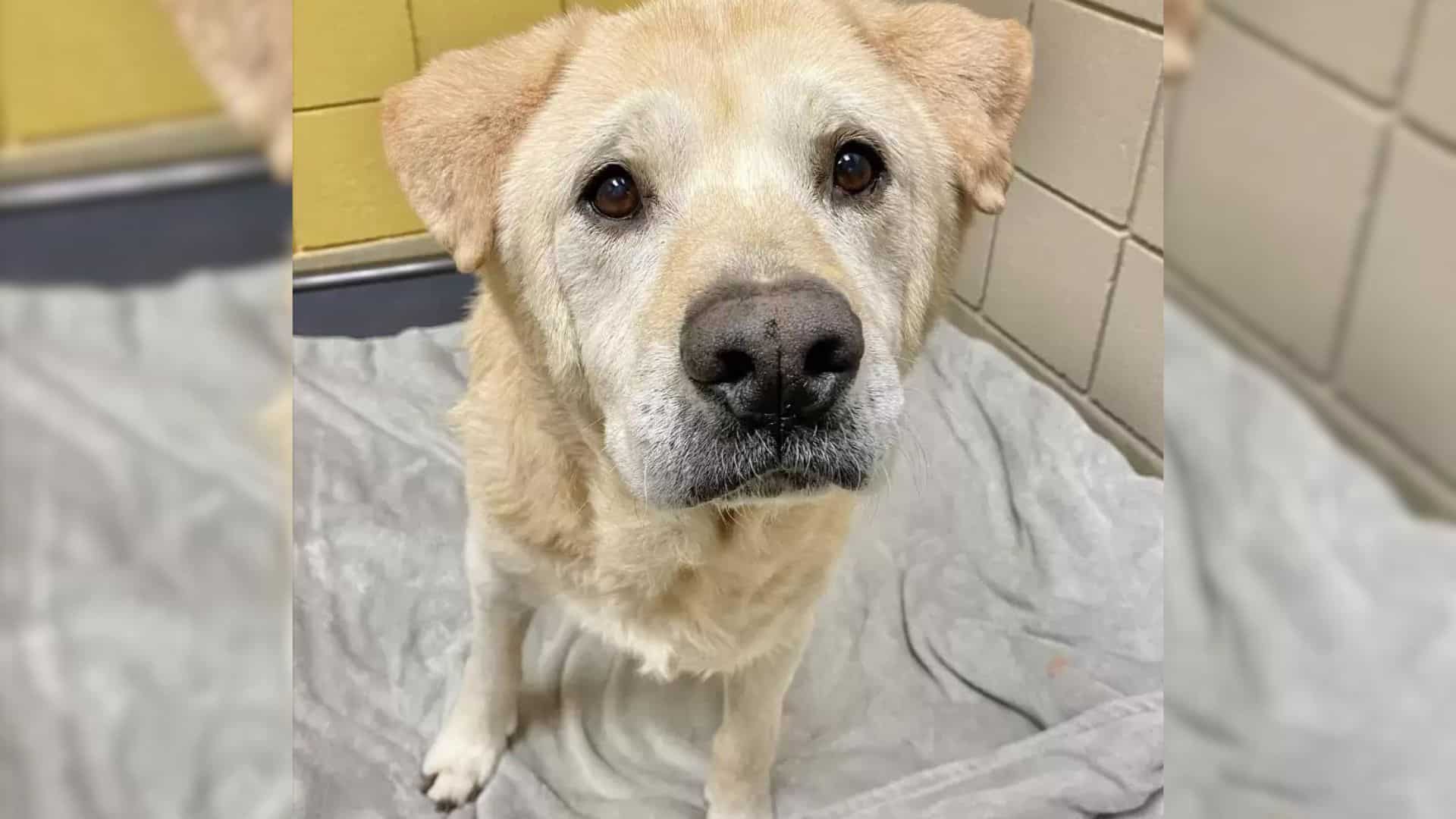 This Sweet Dog Was Returned To The Shelter 8 Times Before Finding His Forever Home