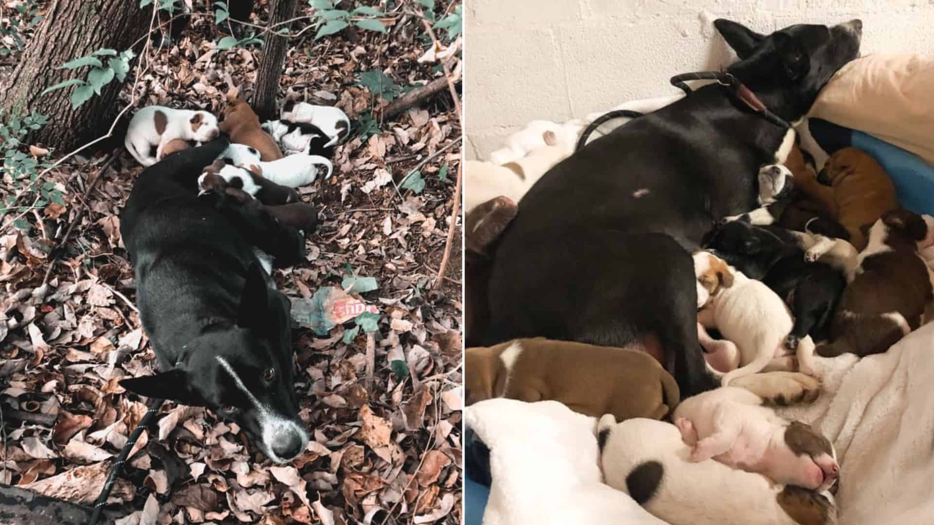 Woman Shocked To Discover A Dog Family Cuddled In A Pile Of Leaves Deep In The Woods