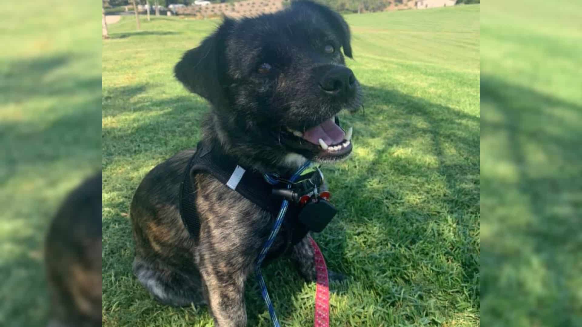 dog sitting on the grass