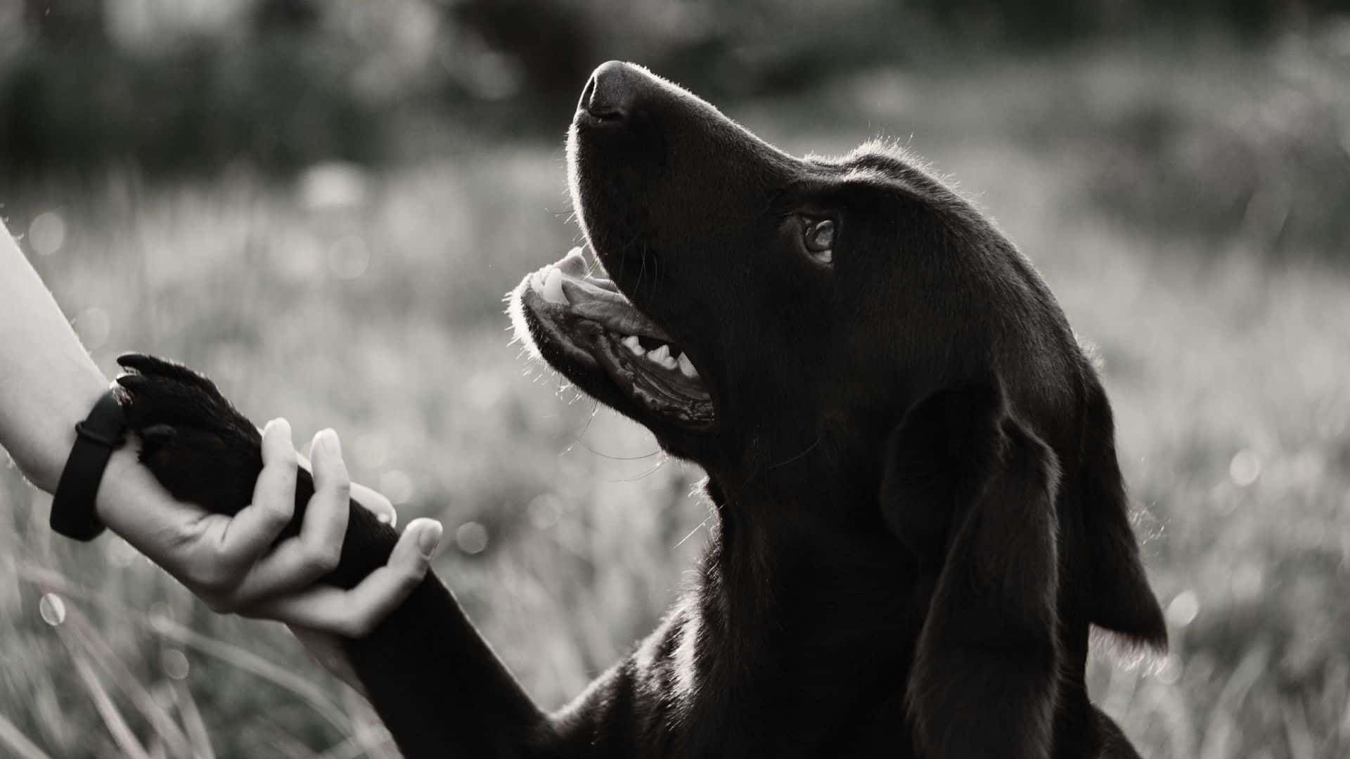 dog giving his paw to his owner