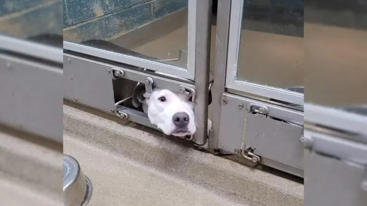 Dog That Used To Watch Her Shelter Friends Get Adopted Finally Gets Her Own Family