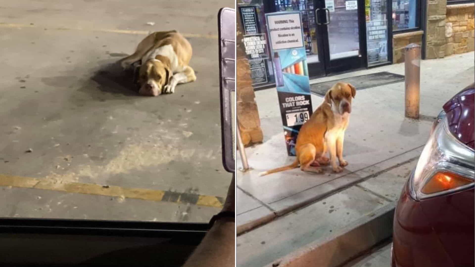 a stray dog rescued at the right moment