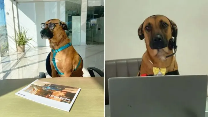 Stray Dog, Tucson, Finds A Job And Soon Becomes The Face Of A Company