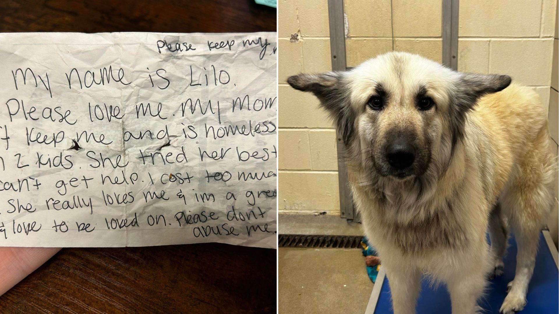 a handwritten note on the left and abandoned fluffy dog on the right