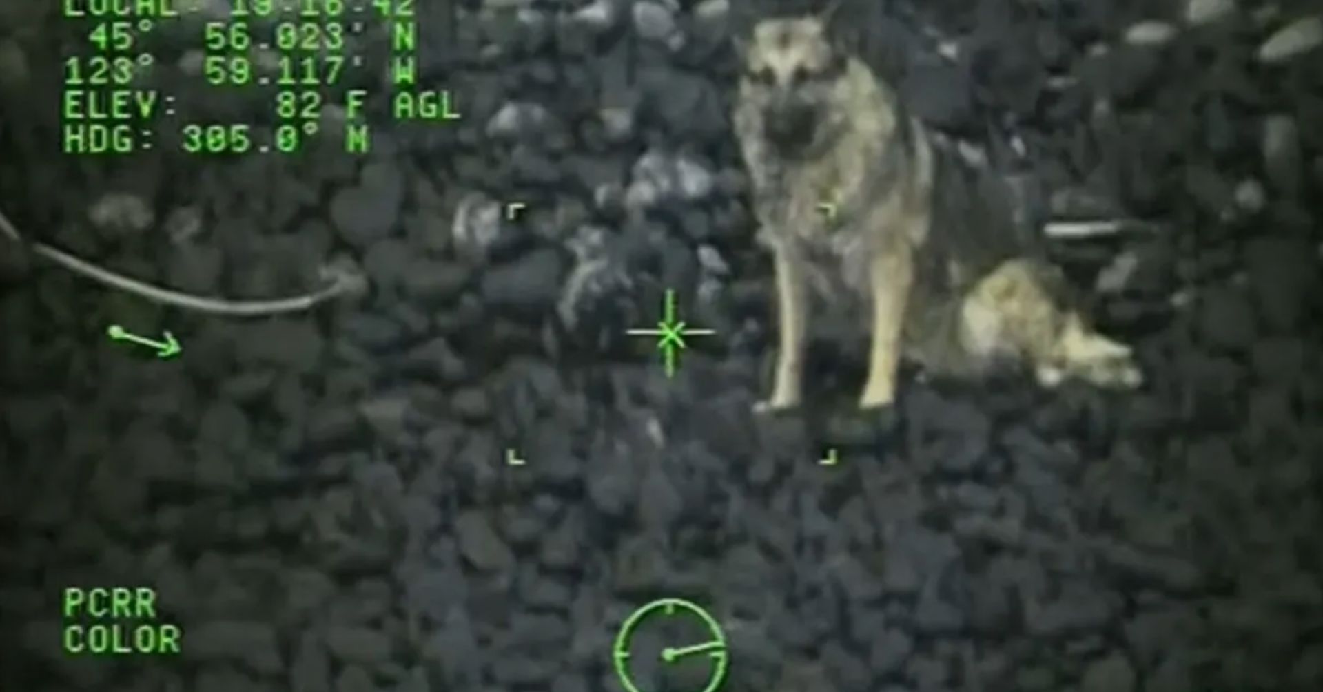 german shepherd rescued by the coast guard aircrew from a cliff