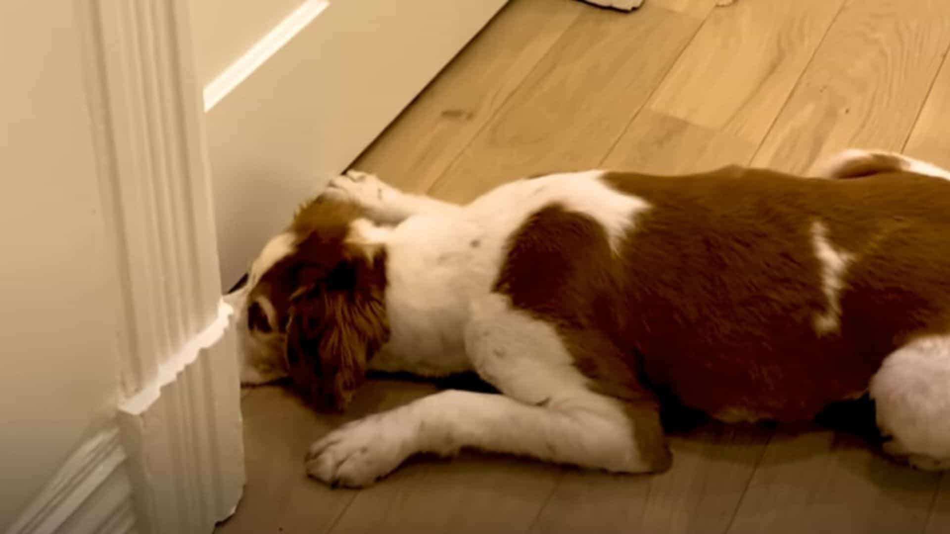 Dog Patiently Waits By The Bedroom To Meet His New Best Friend