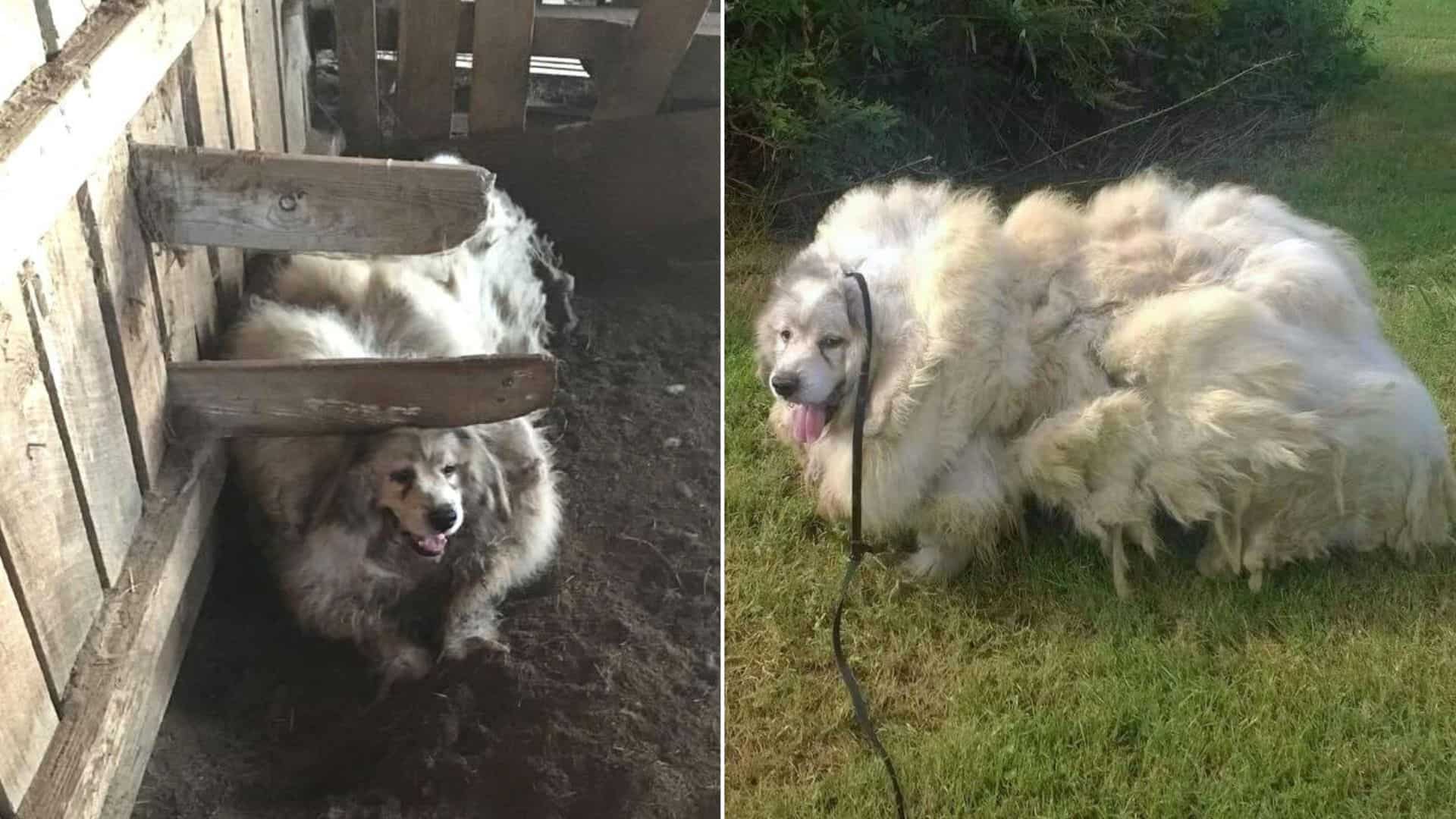 Dog that looks like a sheep