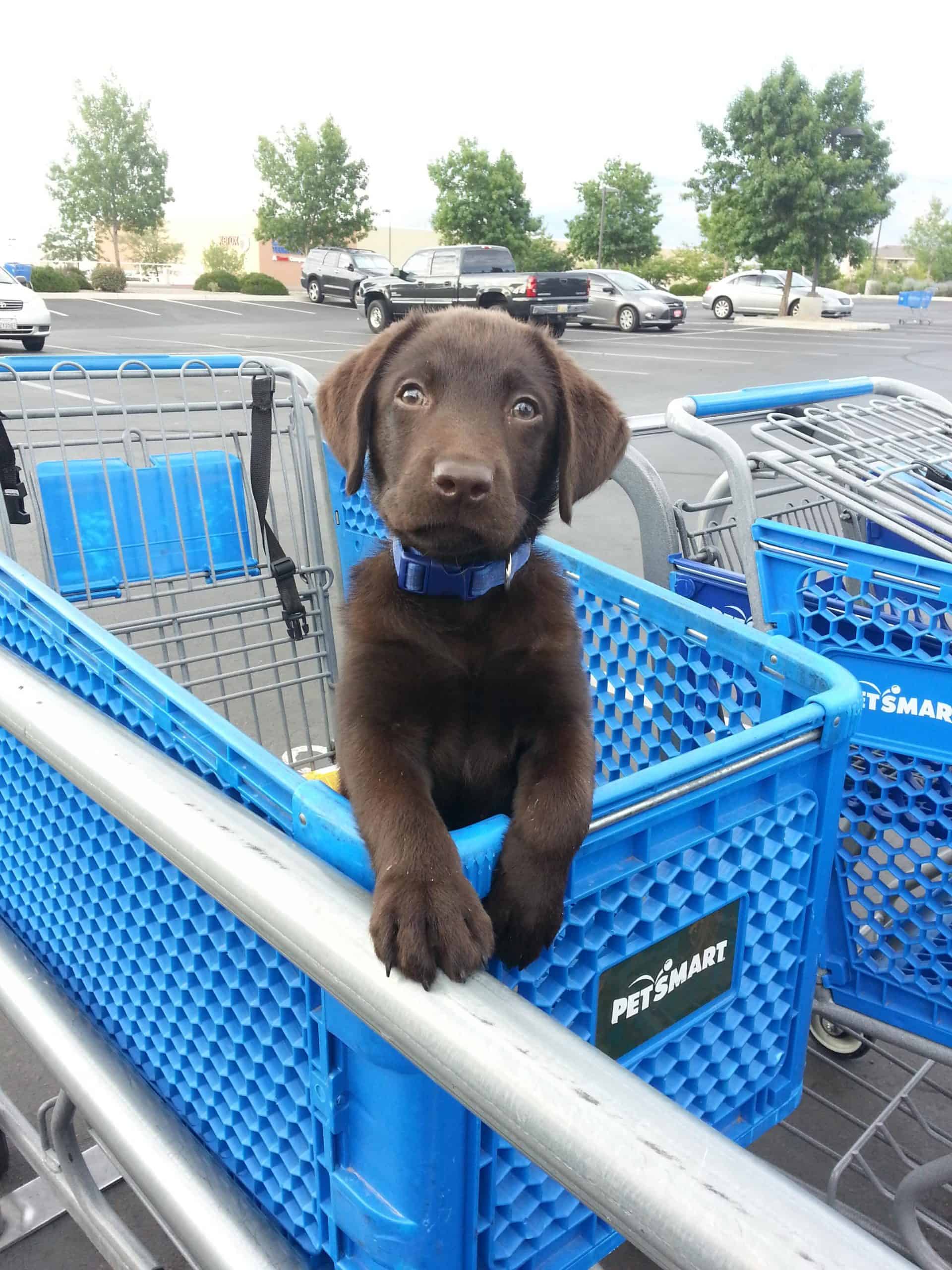 Dog in cart