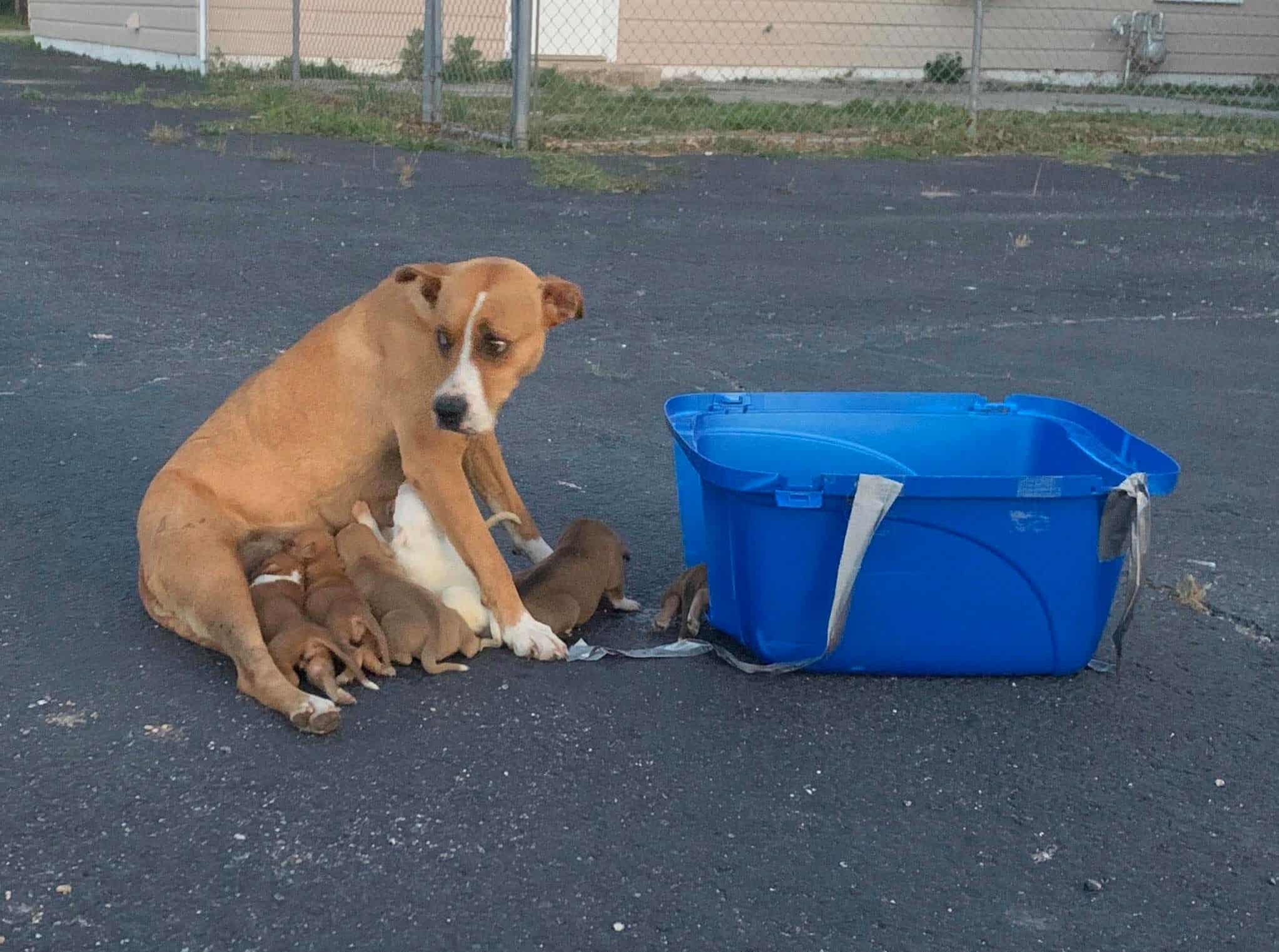 Female dog and nine puppies