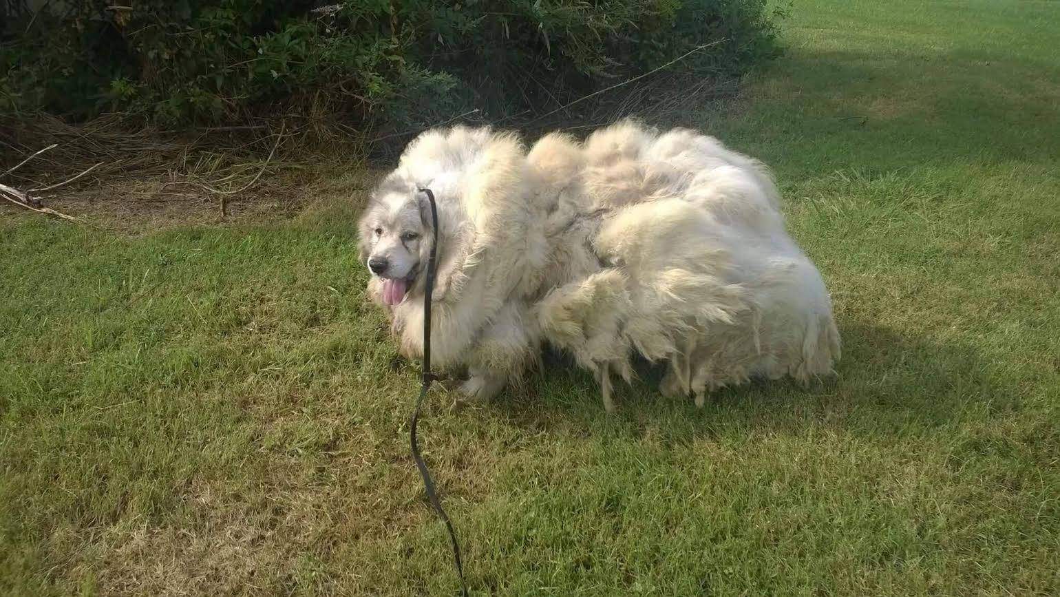 Fluffy dog