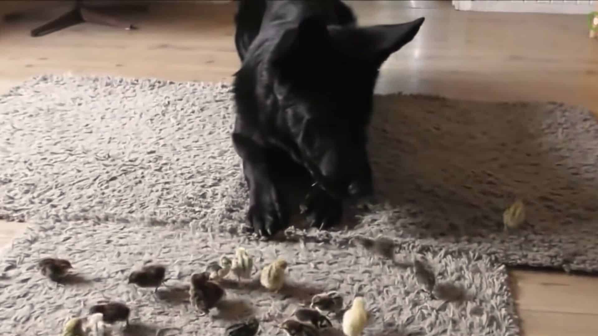 german shepherd meets baby quails