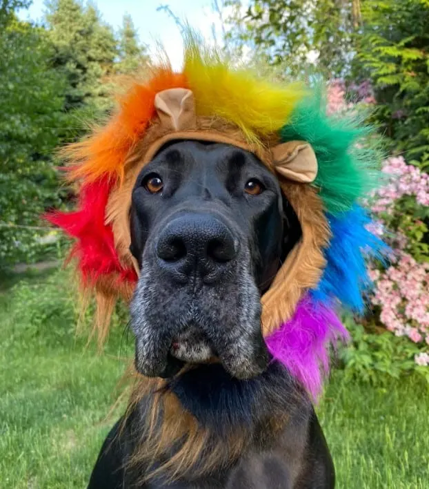 Great Dane with a colorful cap on his head