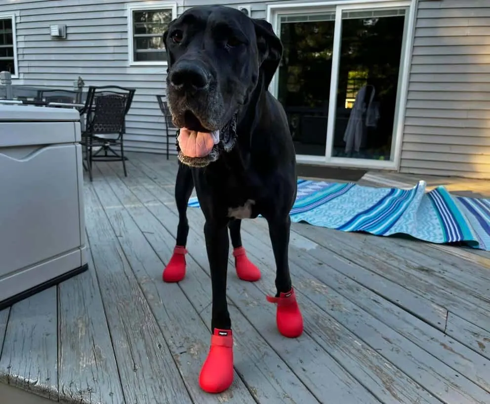 Great Dane with red crocs stands with tongue out
