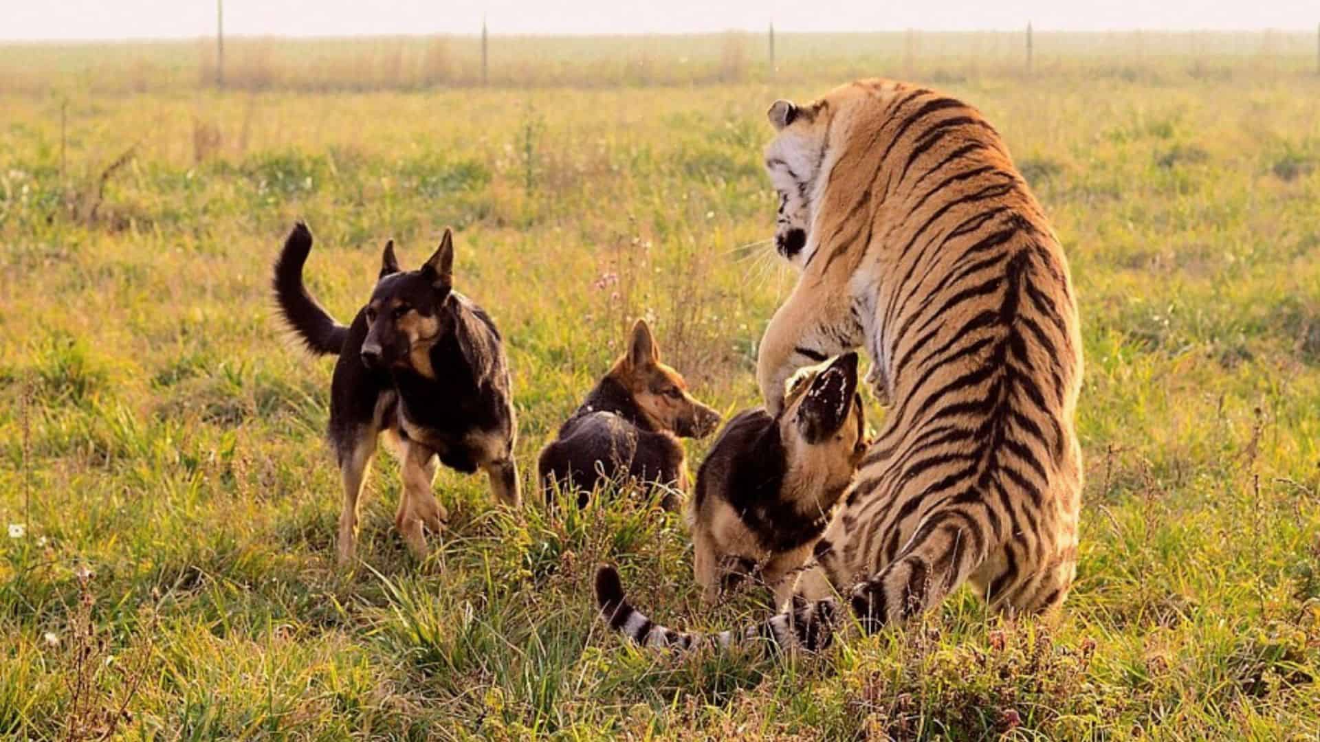 three german shepherd dogs playing with a tiger