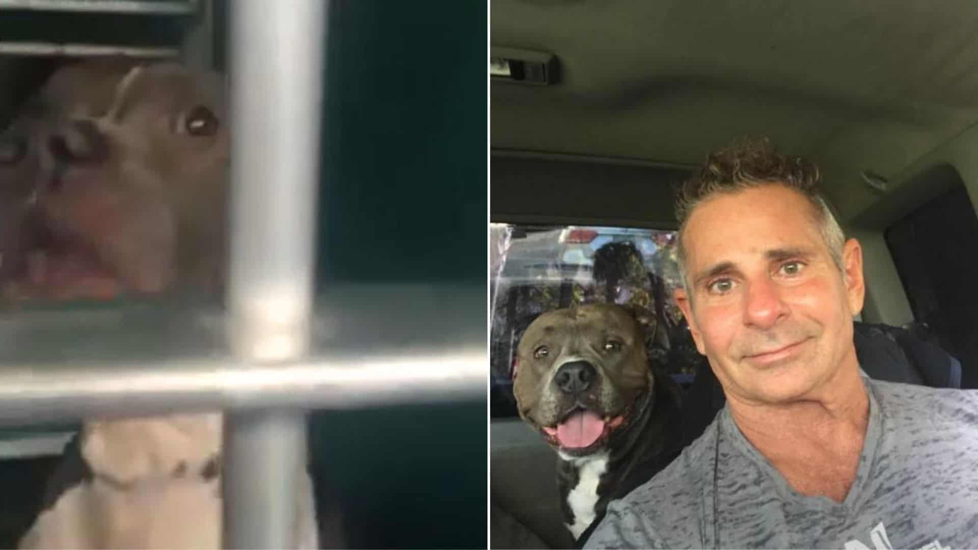 Man Finds His Stolen Dogs Just Days Before He Was About To Be Euthanized