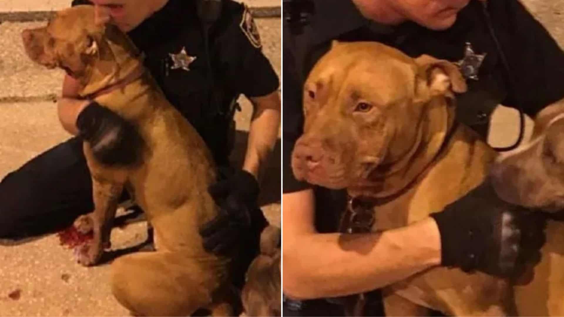 These Sweet Pitbulls Were Lucky To Be Rescued By Amazing Police Officers