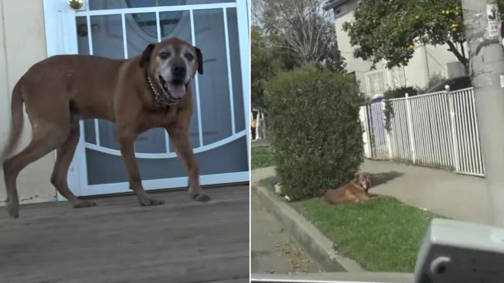 Abandoned Dog Stays Near His Old House For A Year, Hoping His Family Will Return