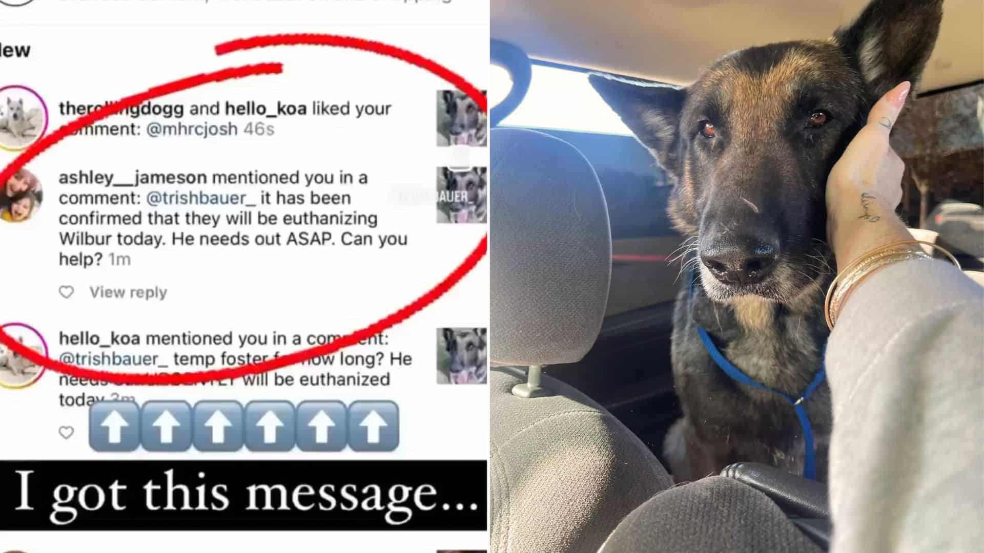 side by side photo of an instagram comment and the german shepherd