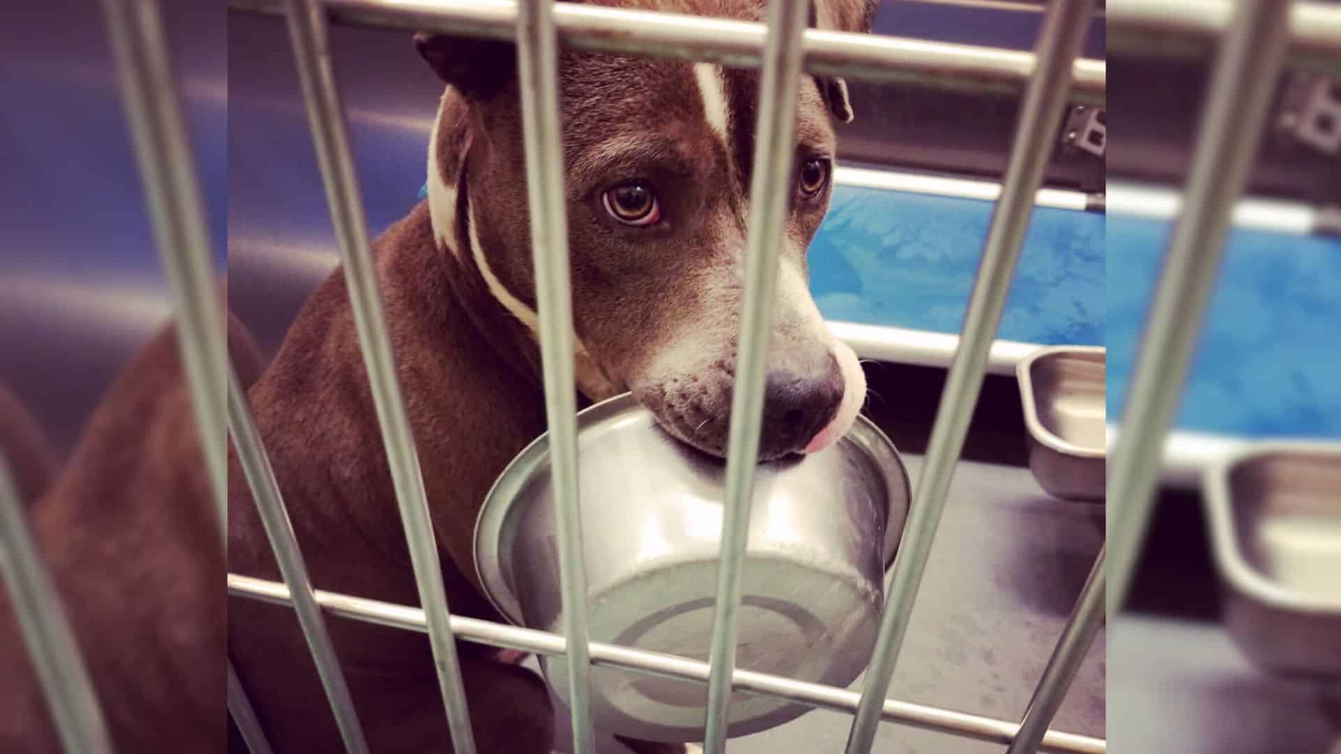 shelter dog