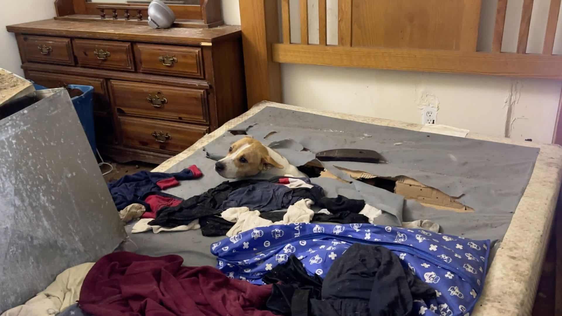 Rescuers From Missouri Saved A Dog But Quickly Saw Another Furry Surprise Inside Old Mattress