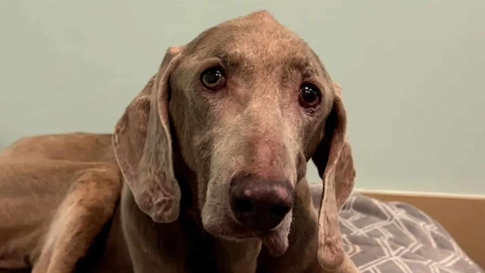 Abandoned Senior Weimaraner Still Has Reasons To Wag His Tail