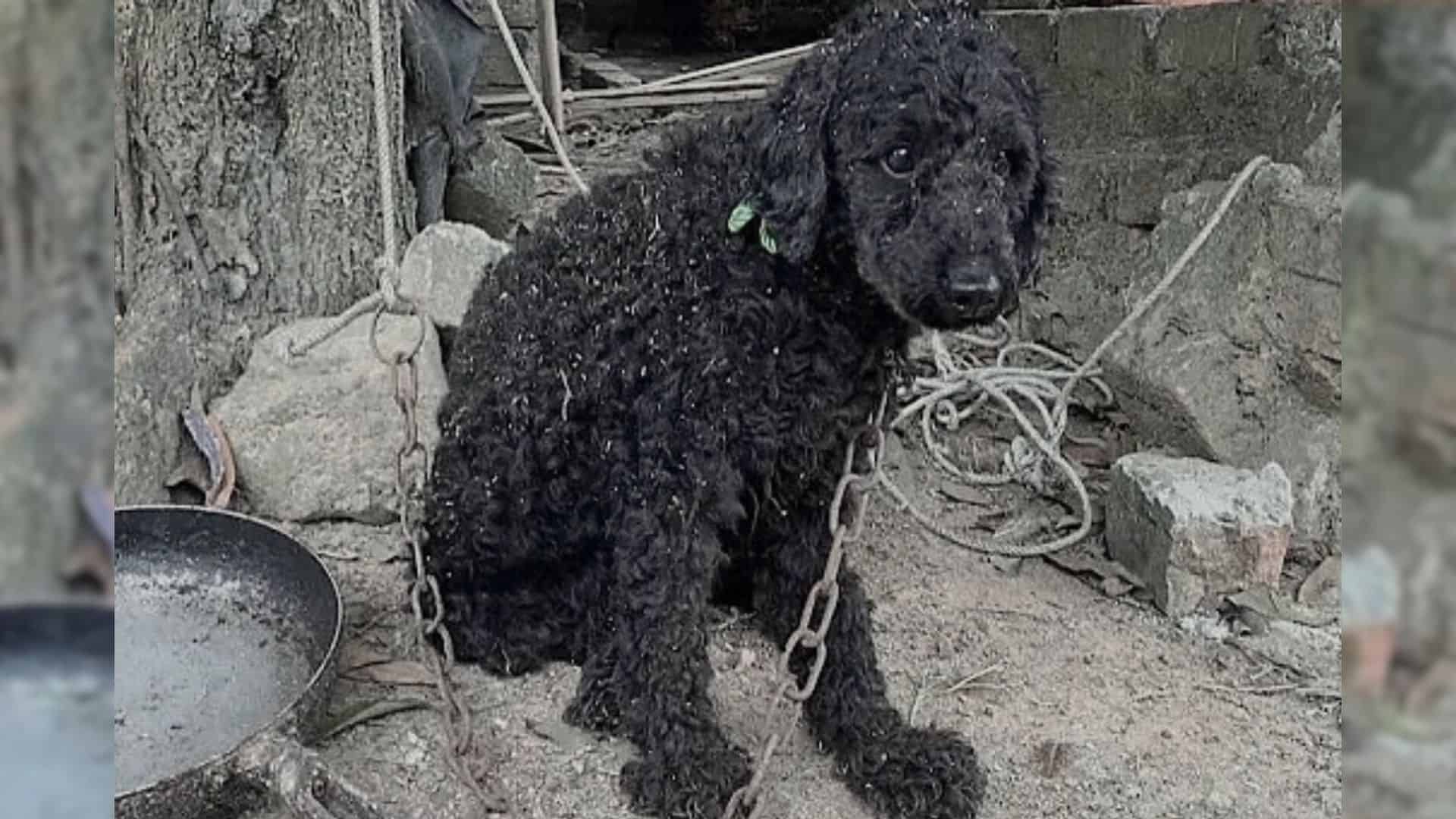 poodle on a chain