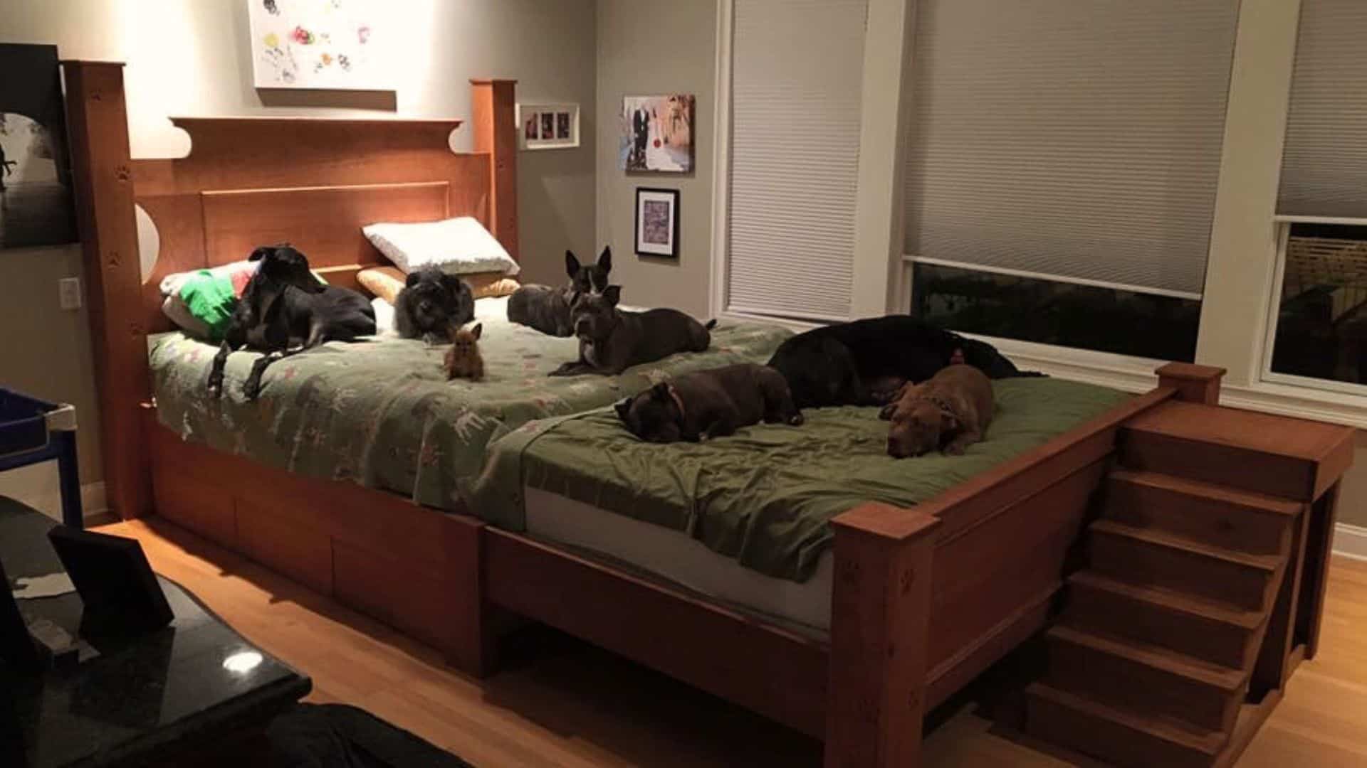 This Couple Had A Giant Bed Built So All Of Their 8 Rescue Dogs Could Fit 