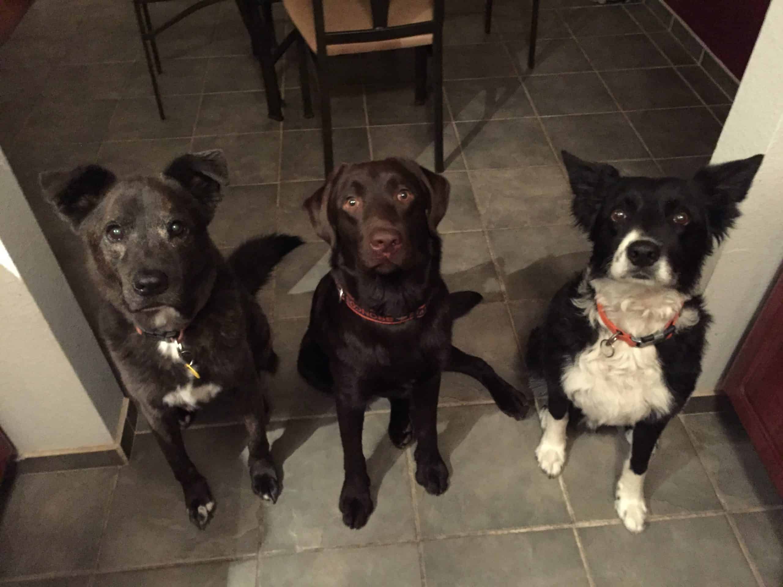 Three black dogs sitting