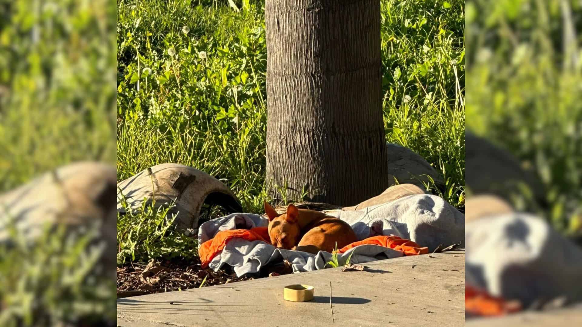 tiny puppy sleeps outdoor