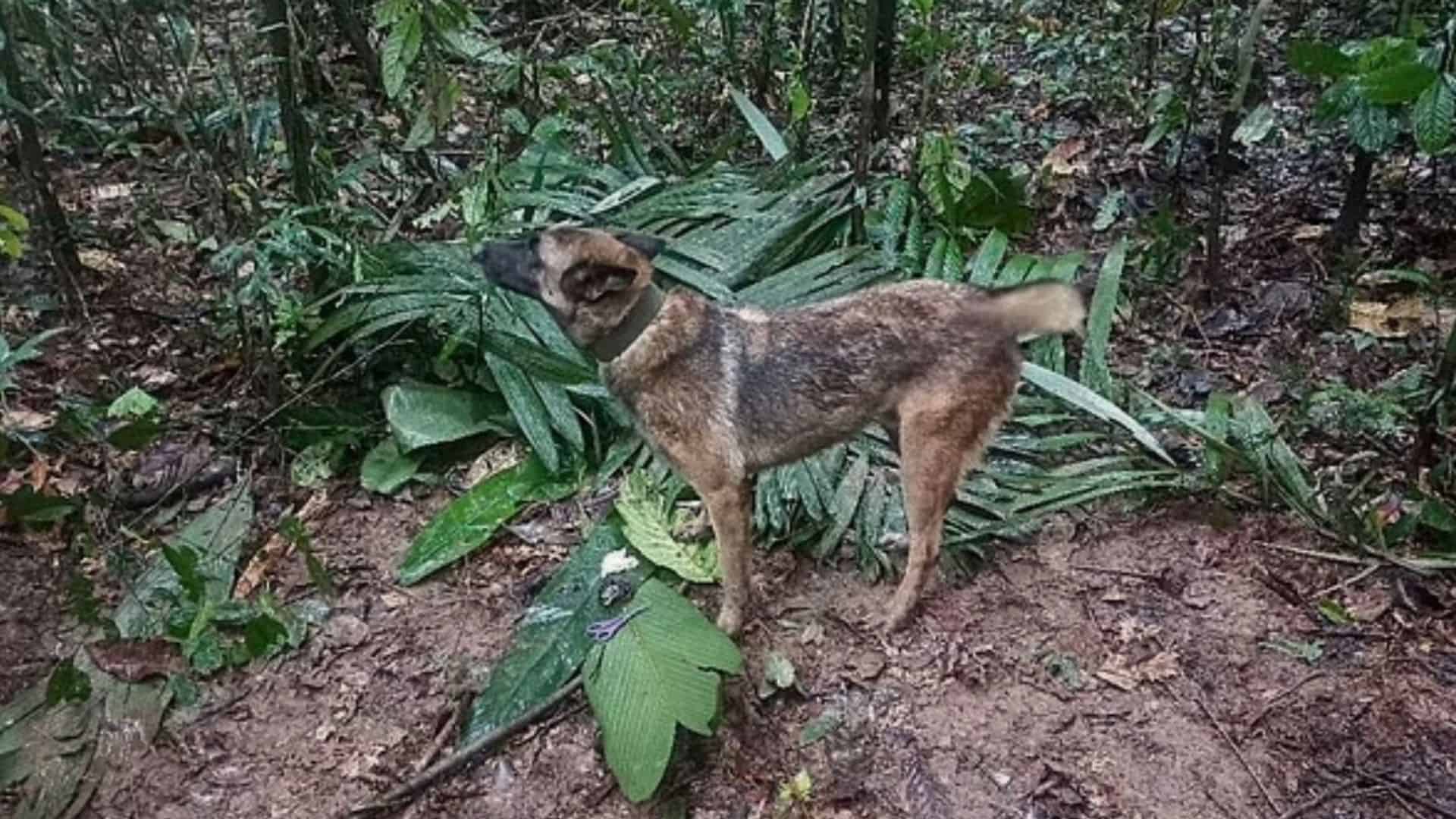 wilson the rescue dog