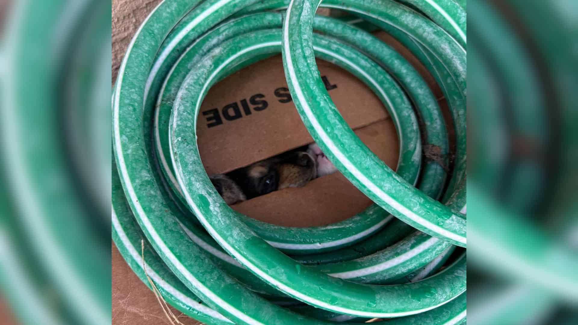 Woman From Texas Heard A Strange Sound In A Box Covered With A Hose, So She Investigated