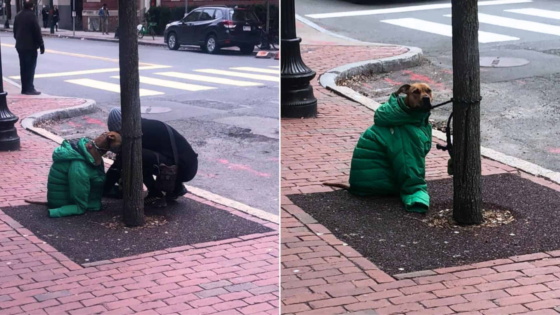 dog wearing a coat in the street