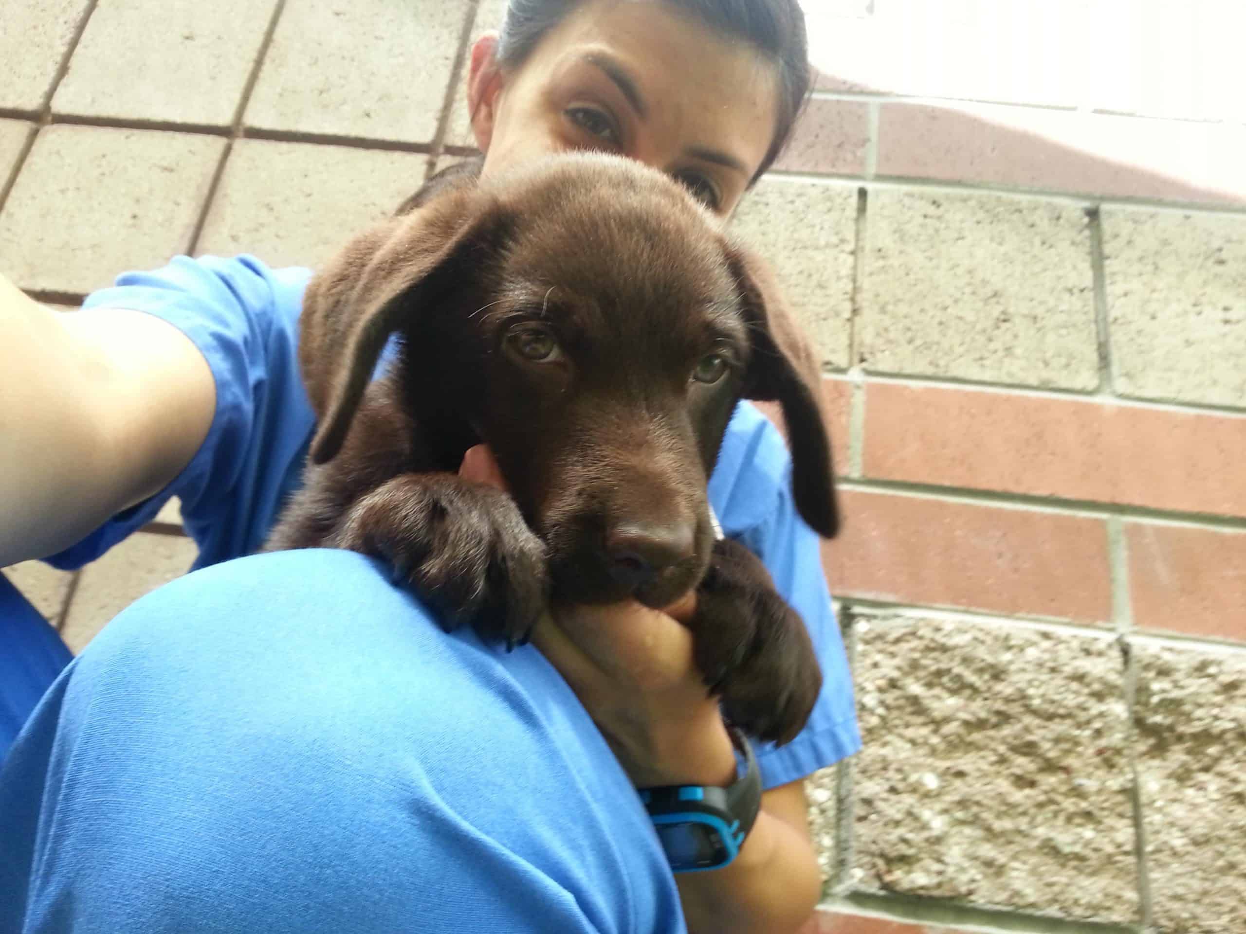 Woman holding a black dog