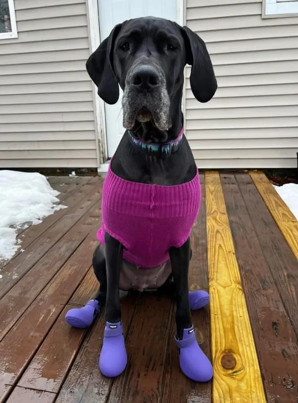 a Great Dane with crocs and a sweater is sitting
