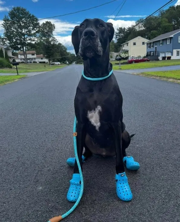 a Great Dane with crocs is sitting on the street and looking at the camera