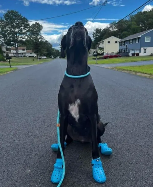 a Great Dane with crocs is sitting on the street and looking at the sky