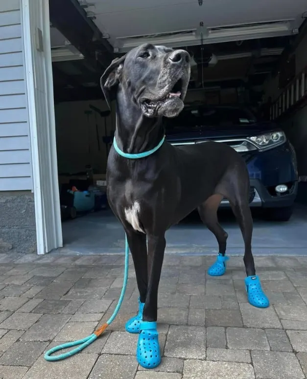 a Great Dane with crocs is standing on the pavement and posing