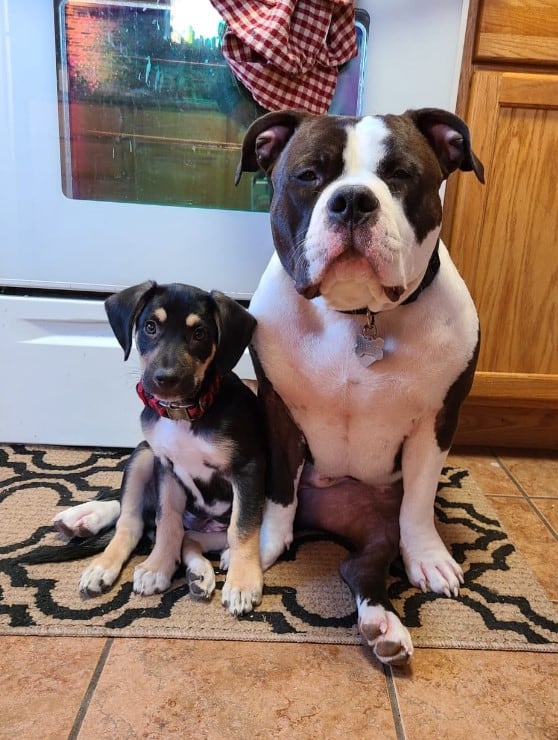 a dog and a puppy sitting on a rug in the kitchen