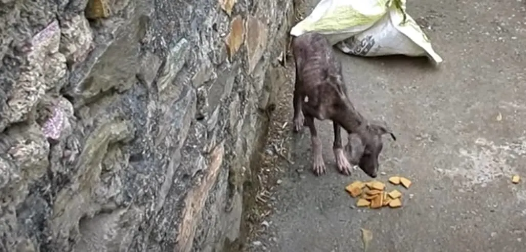 abandoned dog eating food in the street