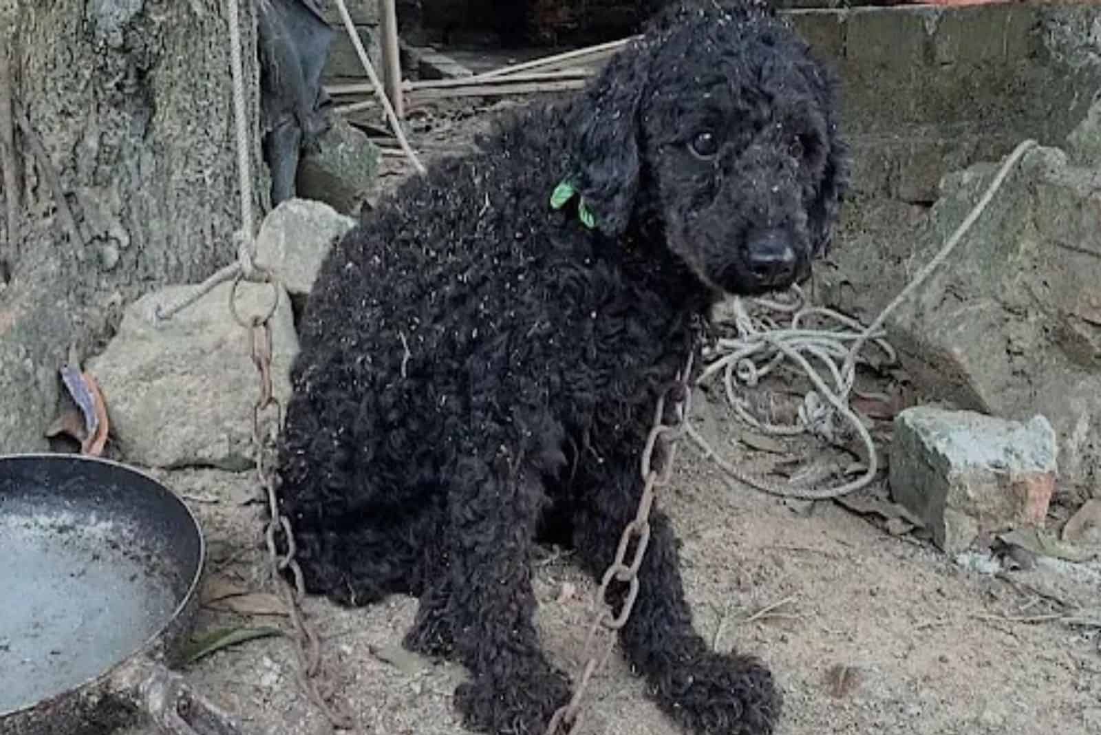 black poodle dog on a chain