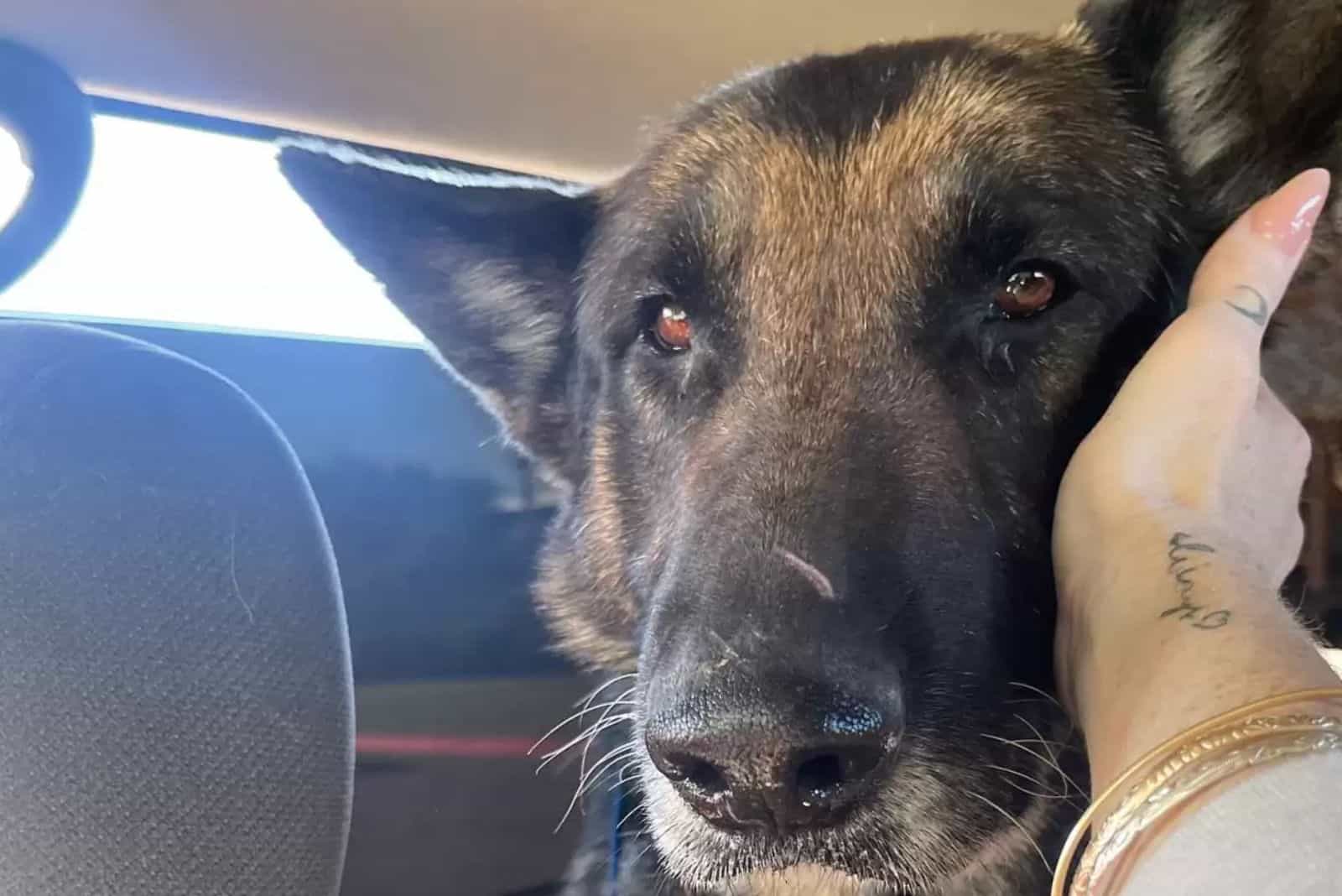 close-up of dog's eyes