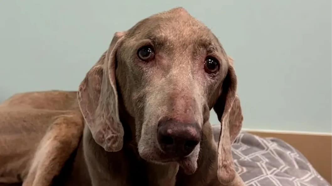 close-up photo of the senior dog called dax