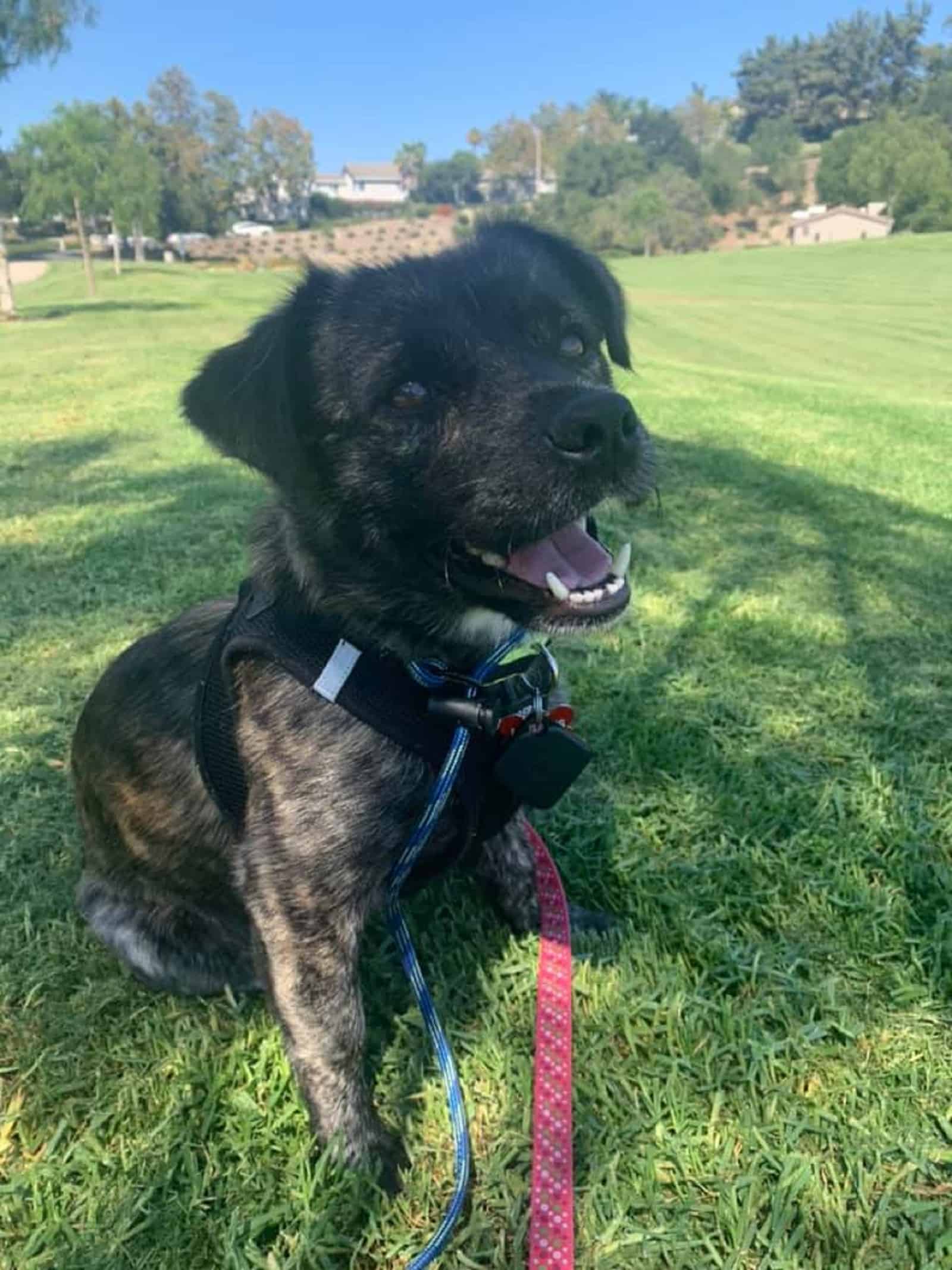 cute dog sitting on the grass