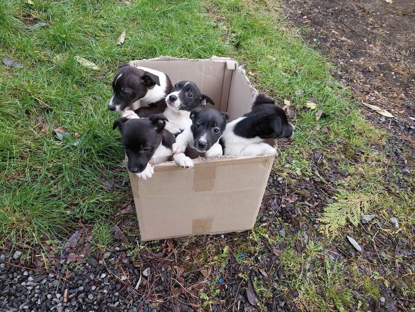 cute puppies in a box