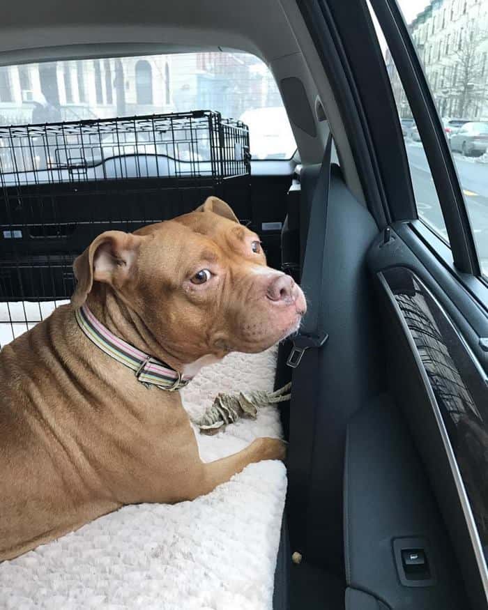 dog driving in a car