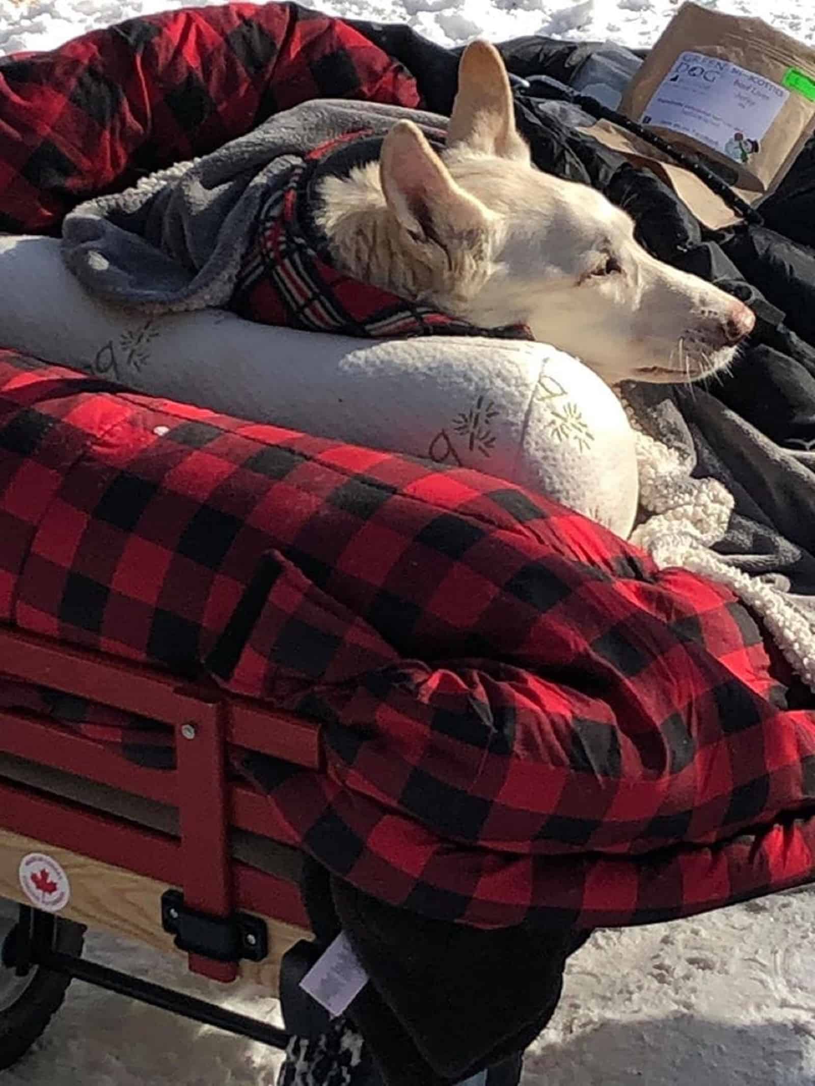 dog lying in a wagon on a pillow