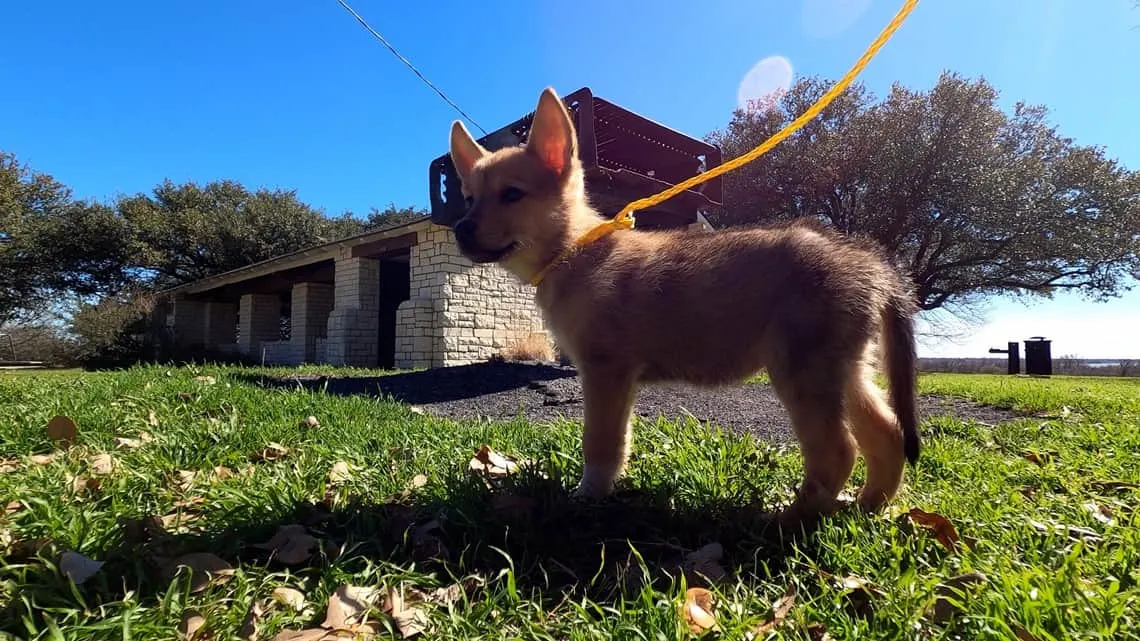 dog on leash