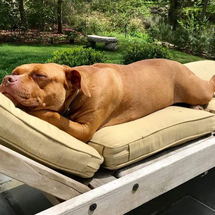 dog relaxing on sunbed