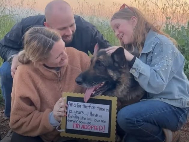 german shepard getting adopted